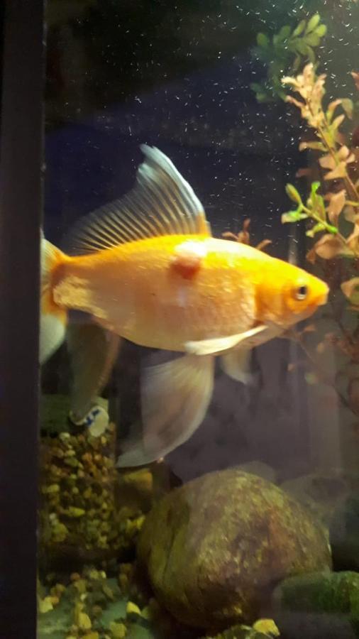 شقة Aquarium تبليسي المظهر الخارجي الصورة